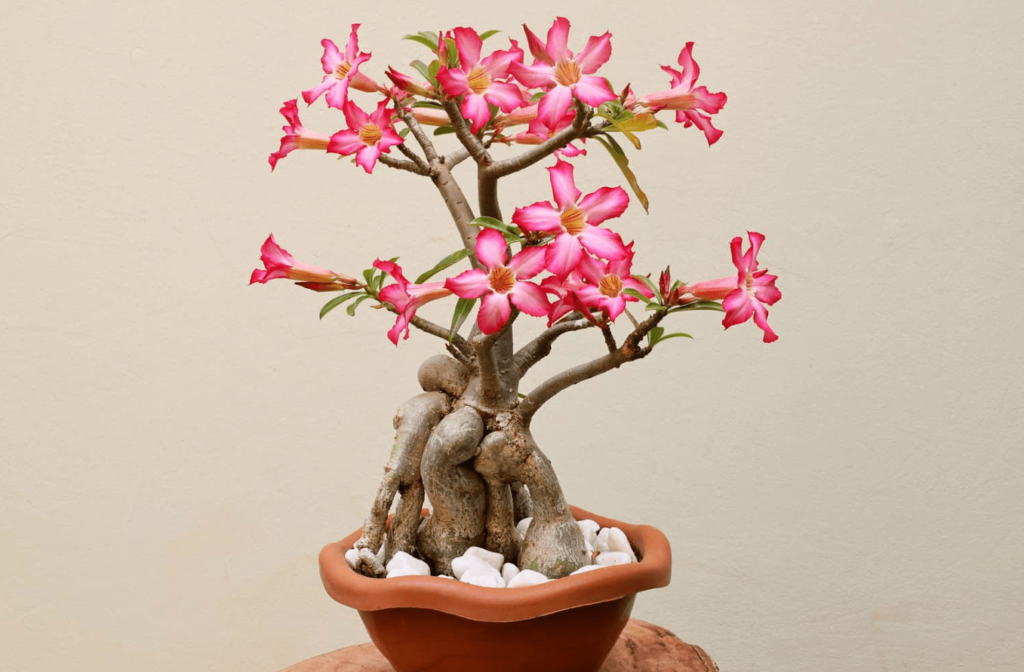 desert rose bonsai