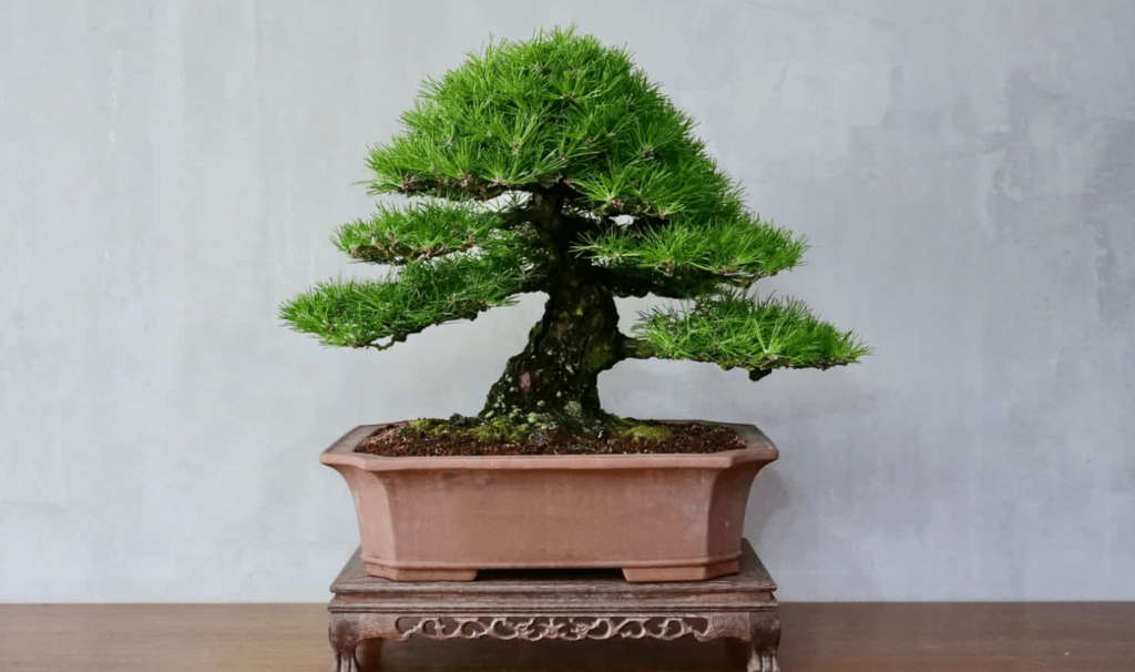 japanese black pine bonsai