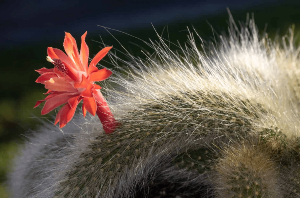 Monkey Tail Cactus