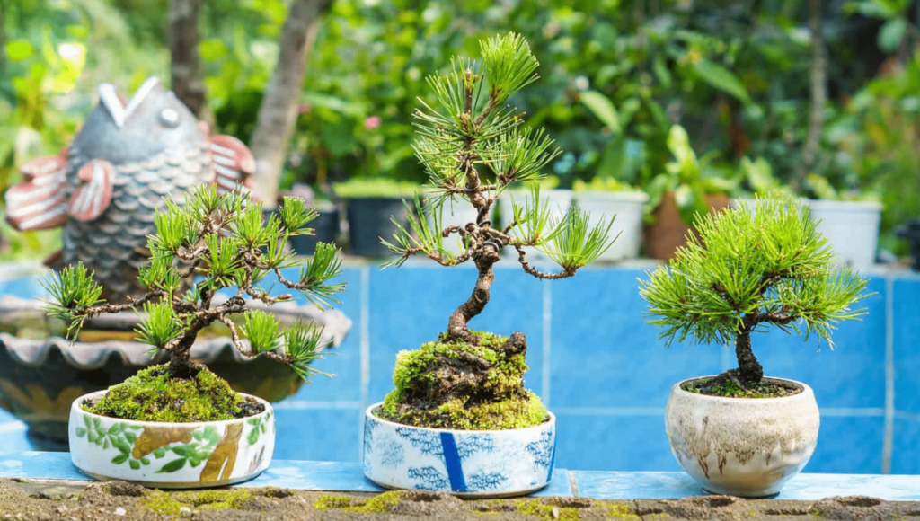 japanese black pine bonsai