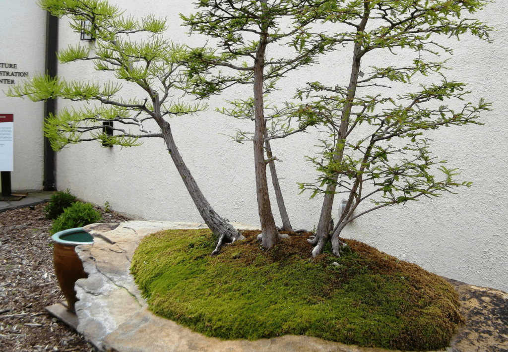 Bald Cypress Bonsai