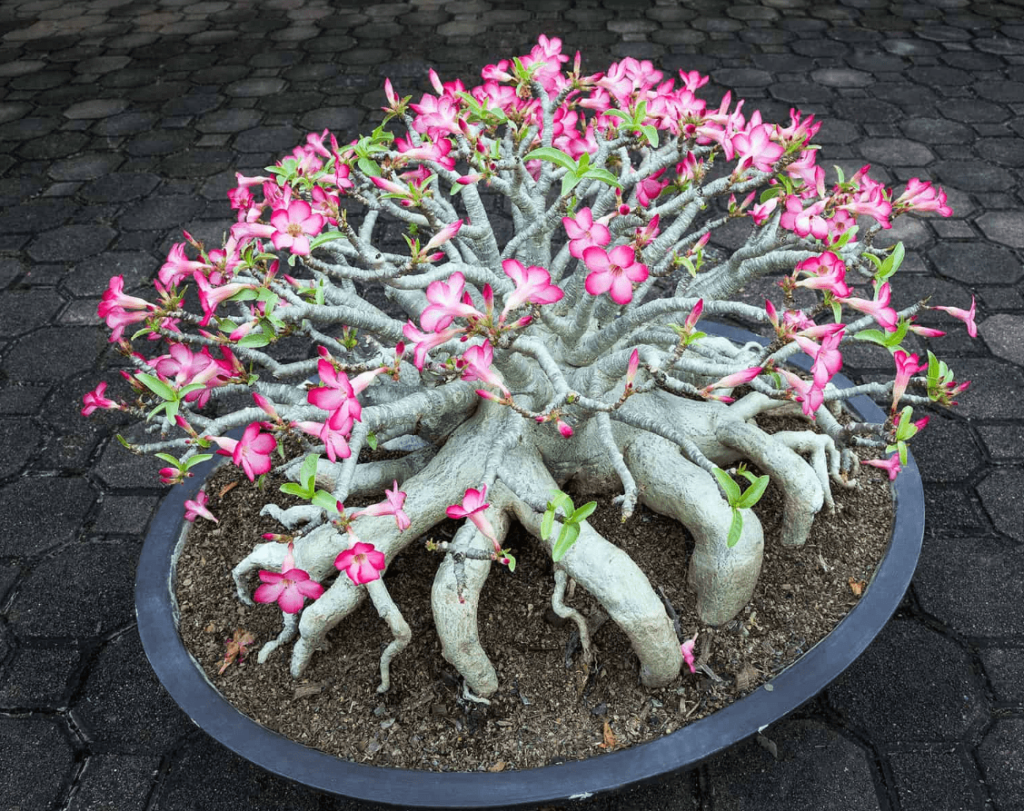 desert rose bonsai