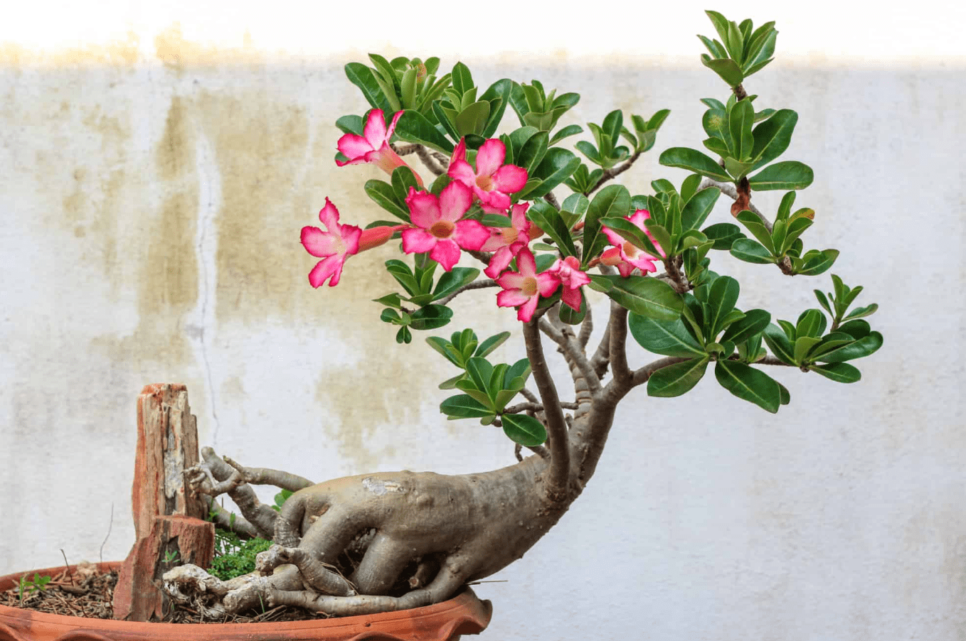 desert rose bonsai