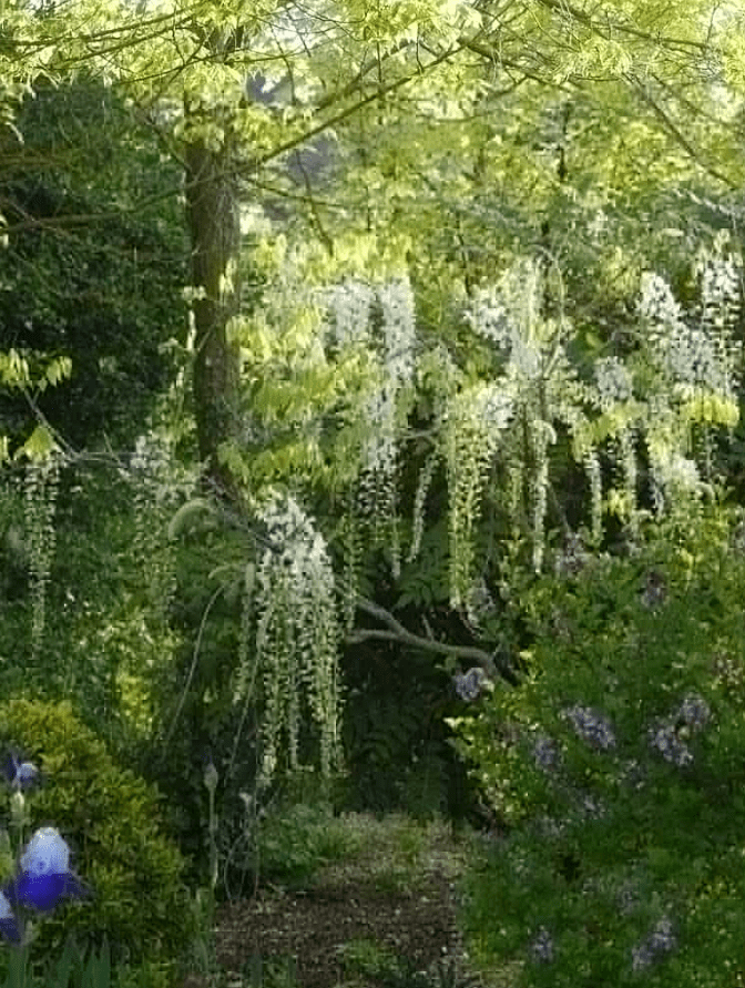 wisteria bonsai