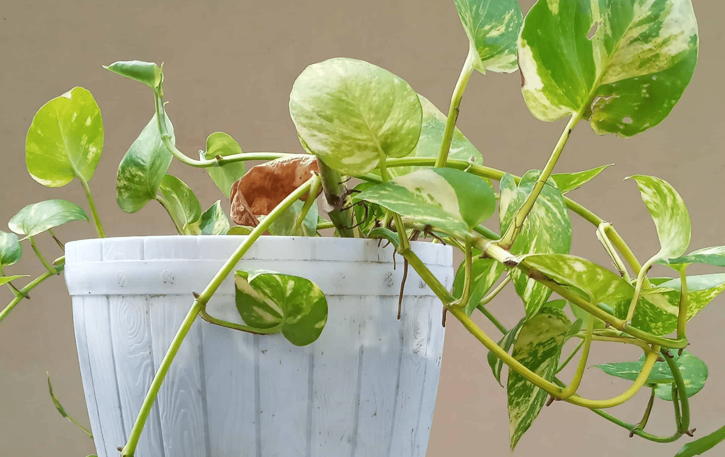 Jessenia Pothos