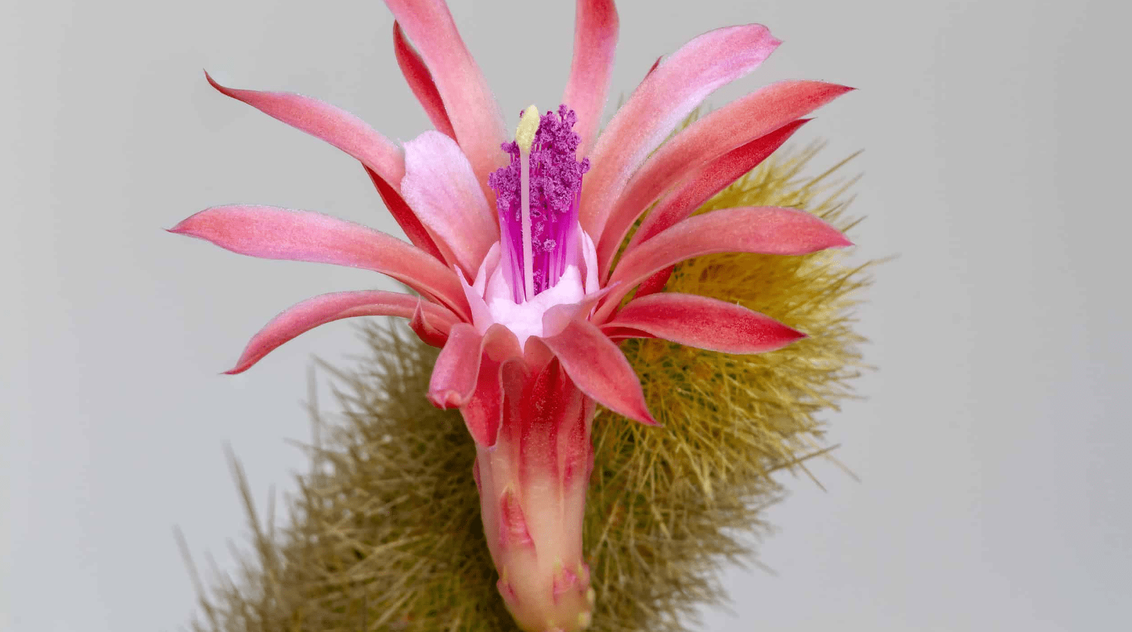 Monkey Tail Cactus