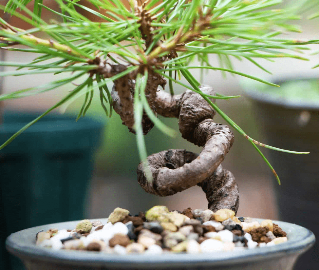 japanese black pine bonsai