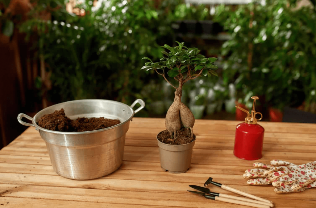 desert rose bonsai