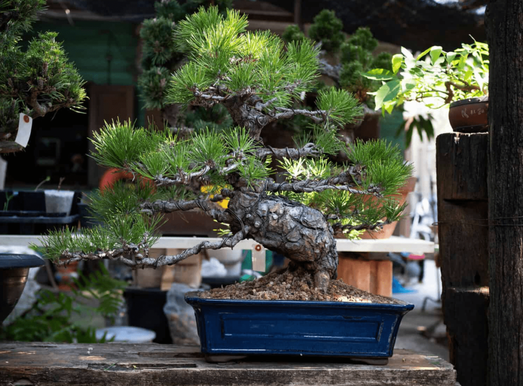 japanese black pine bonsai