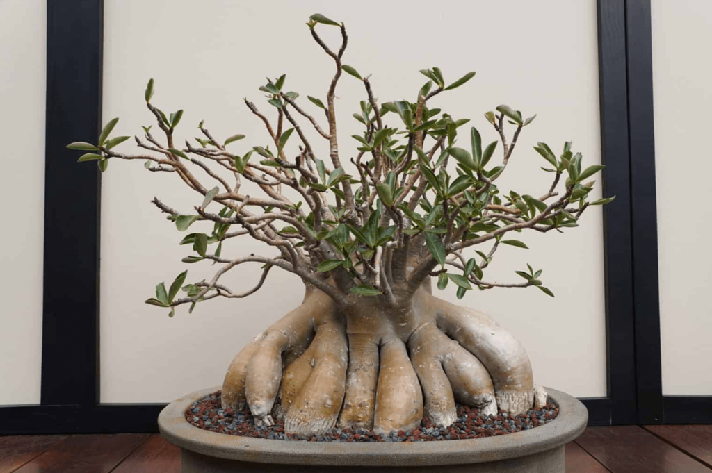 desert rose bonsai