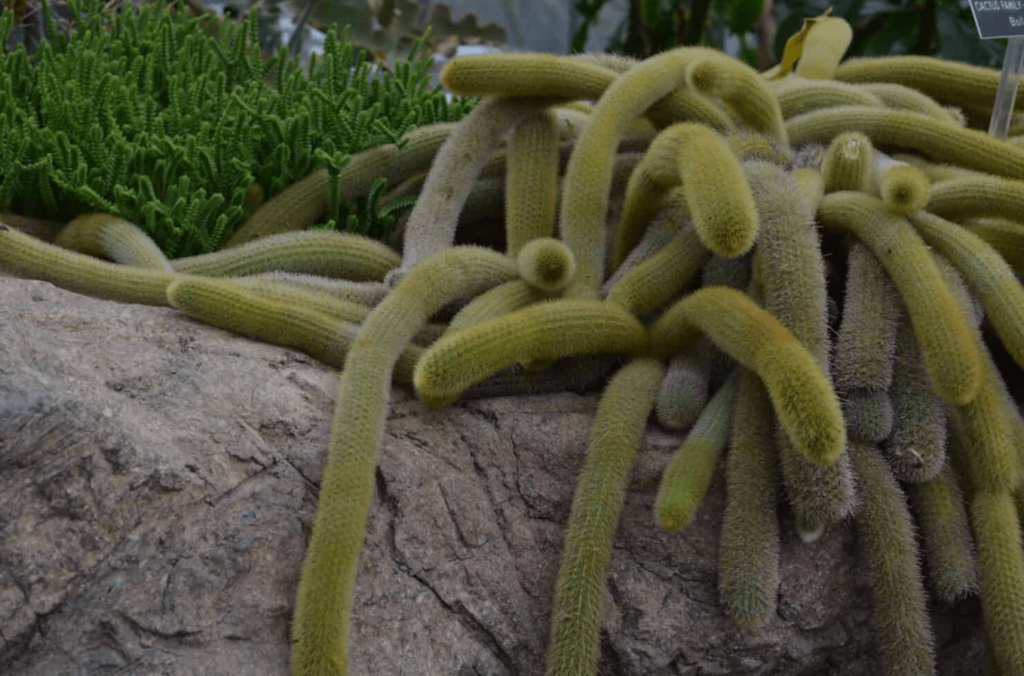 Monkey Tail Cactus