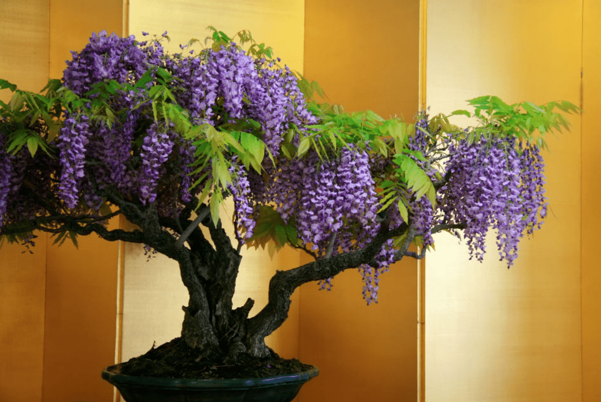 Wisteria Bonsai Bonsai