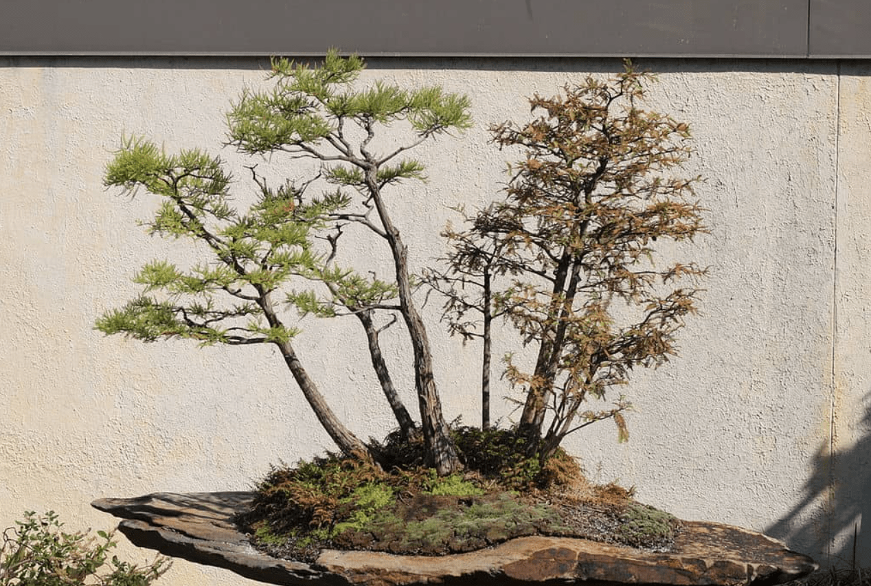 bald Cypress Bonsai