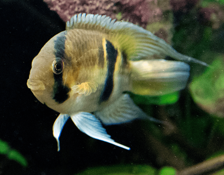 Keyhole Cichlid