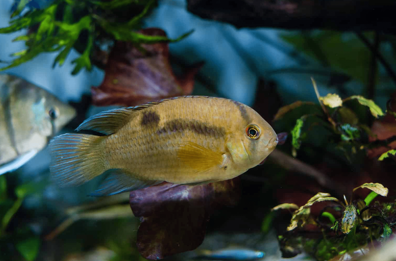 keyhole cichlid