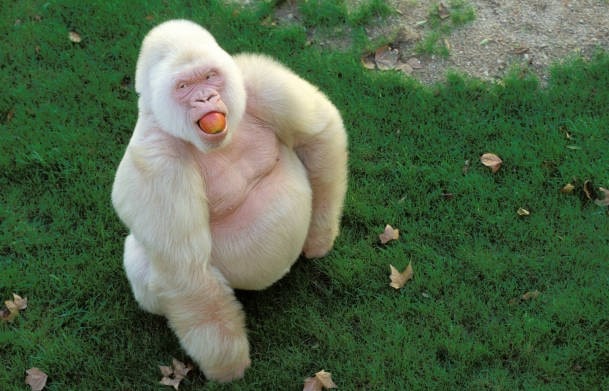 Albino Monkey: All About Appearance, Habitat, and Lifespan