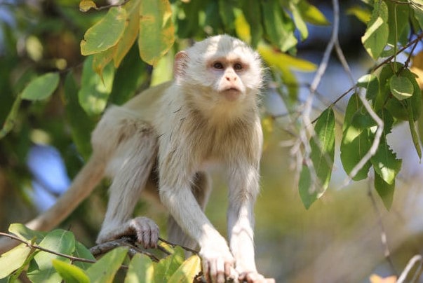 Albino Monkey Baby